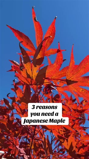 From spring cherry red to fiery fall color, Japanese Maple keeps your landscape vibrant all year long. Visit any of our three locations to explore our wide selection of Japanese Maples and find the one that’s perfect for your space. #planttok #gardeninspo #fallcolor #japanesemaple