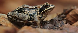 Wood Frog