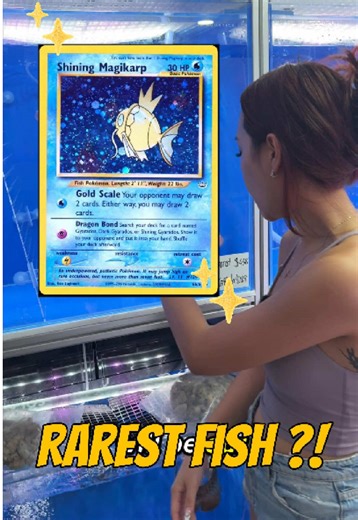 Discover the Rarest Hobby Fish in Singapore