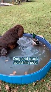 Newfoundland runs to the pool to play with duck 😱 #petfriends #newfoundland #cuddlebuddies | Cuddle Buddies