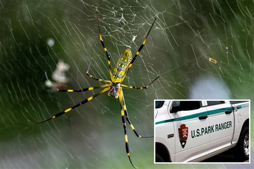 Why the National Park Service is seeking help in search for large, yellow-striped spiders