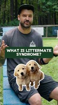 Oh boy littermate syndrome 🐕🐕 #littermates #dogtraining