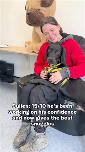 34K views · 648 reactions | We're back with another video highlighting a few of our gorgeous dogs that keep us company in the office 殺 Who would you pick as a work buddy?  Video description: Eight different dogs are shown in an office environment. Some are getting fuss from their carers and some are playing or rolling around on the floor. | Dogs Trust | Facebook