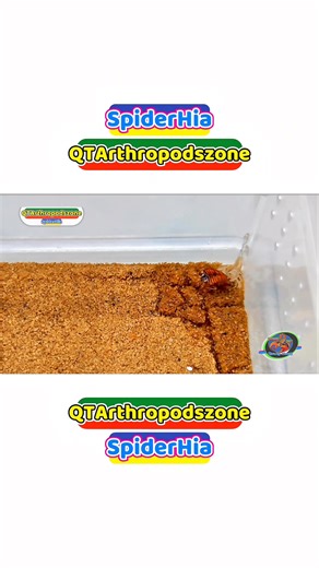 Có thể bạn chưa thấy: Hemiscorpius lepturus 👀 Bọ Cạp Vàng Gadim trước và sau khi ăn - Trước ăn: phần bụng Bọ Cạp sẽ trắng và trong hơn - Sau ăn: phần bụng Bọ Cạp sẽ chuyển sang màu hồng cam Xem Full: https://youtube.com/shorts/3MwT-O5nRqI?si=texwFdMHfMzS8FVM 💎 Tham khảo chi tiết mọi thứ tại website: www.scorpionsqt.com hoặc https://seqt9999.buynow.vn/home FreeShip phụ kiện tại TiktokShop/Shopee (🔥) shopee.vn/seqt9999 (🔥) shopee.vn/spiderhia9999 (🔥) https://www.tiktok.com/@scorpionsexoticqtv