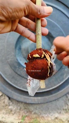 It's very easy, a technique for propagating ficus ampelas plants. #airlayeringtechnique