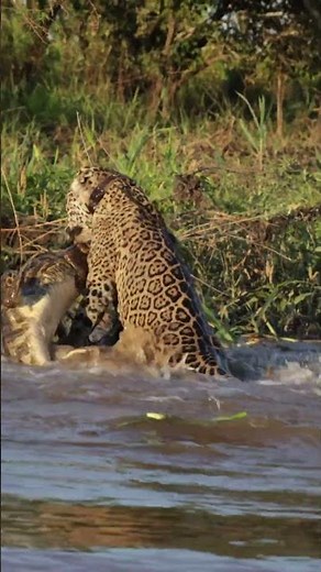 Jaguar vs Crocodile - The Ultimate Showdown