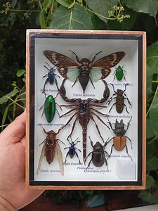 Framed Insect Collection Real Taxidermy Display Mixed Specimen Shadow Box Cicadas Beetles Scorpion Entomology Natural History Art Decor Gift - Etsy