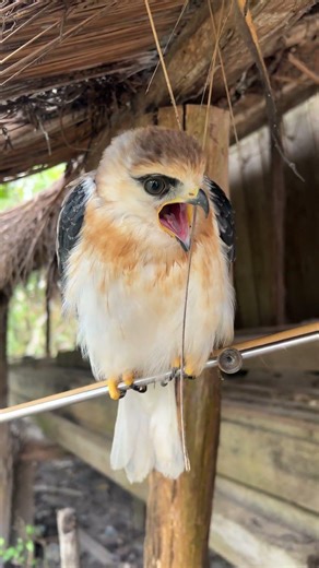 hawk sounds😱🦅 #birds #hawk #animals #eagle #wildlife