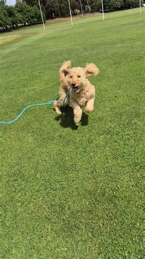 Bentley was full of beans!! 🐾🐾🌪 He had heaps of fun running, rolling, and sniffing his way round his local oval 😁 | Outdoor Paws