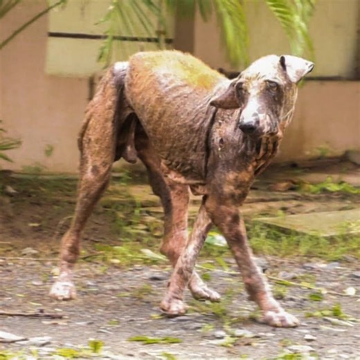 21 reactions | Natu was famished, his skin a canvas of rawness infested with maggots. Yet, driven by care and compassion, he embarked on a transformative path to healing. | Real Imagination | Facebook