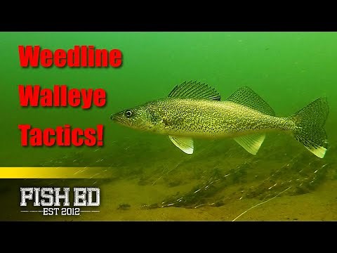 How To Find & Catch Weed Line Walleyes - Fish Ed