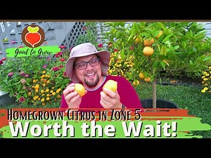 Growing Our Own Vitamin C!| Grow a Tangerine/Citrus Tree in a pot| Zone 5 Gardening |Guten Yardening