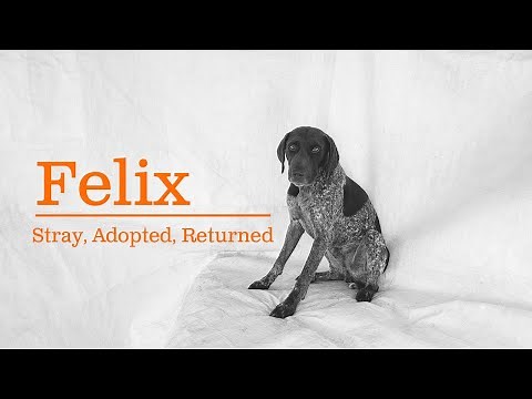 Felix: Stray, Adopted, Returned, Rescued #germanshorthairedpointer