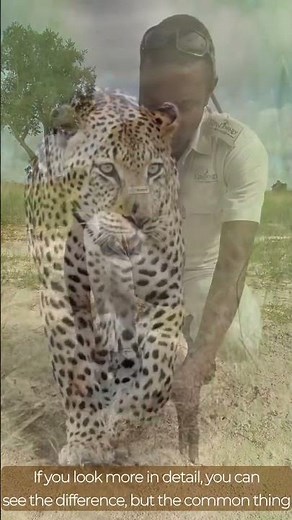 Lions and leopard tracking tips from a pro guide #shorts