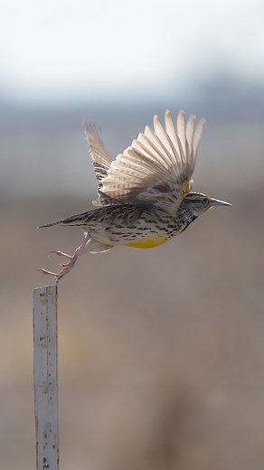8.1K views · 154 reactions | Western Meadowlark Song #birds #westernmeadowlark #wildlife #birdsong | Tohid Azimi | Facebook