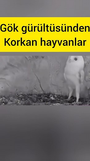 Onlar sadece “hayvan” değil, birer can. Sessizler diye görmezden gelmeyelim. Korumak bizim sorumluluğumuz. | Hayvanlar Alemi