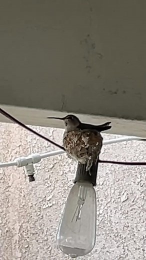 Hummingbird eggs officially hatched it might be hard to see but you can see the heart beat ❤️ #Hummingbirdlove #hummingbird #reel #animals #videobird #viral #bird #nature #animais | Hummingbird Love