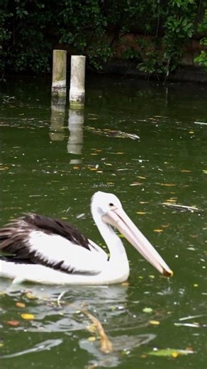 How Pelican Swim and Catch Food in the Pond #moments #birdsoftheworld #birds #naturesounds