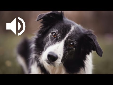 Border Collie Barking | Border Collie Barking Sound 🐶