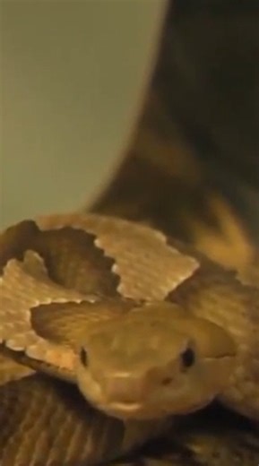 As the weather warms and residents flock to trails and parks, so do Central Virginia’s most common venomous snakes — copperheads. 8News reporter Madison Moore spoke with a local wildlife expert to learn ways residents can help deter snakes from slithering near their homes and what they should do if they encounter one. For the full report, visit wric.com #RichmondVa #rva #LocalNews #Snakes | ABC 8News - WRIC
