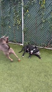 130 reactions · 16 comments | Meet Jenga and Jester. Jenga (grey pup)...