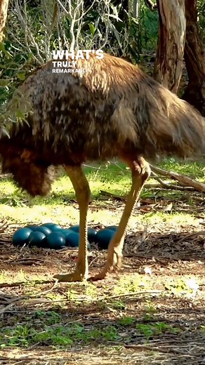 3.2K views · 26 reactions | What’s truly special about Emu eggs is their role in the nurturing process. Unlike many birds, emu fathers take on the responsibility of incubating the eggs. For about eight weeks, they sit on the nest, turning the eggs regularly to ensure the developing chicks have the best chance of hatching. This incredible dedication showcases the bond between parent and offspring, reminding us of the beauty of family in the animal kingdom. | AL Salcedo | Facebook