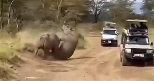 Rhino effortlessly flips two-ton rival in spectacular battle