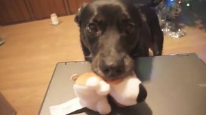 14K views · 138 reactions | Hey guys, Scott here :D With there being so many ads on Facebook lately, I thought I'd switch things up a bit and brighten up your day with a video of this funny dog... If you're sick of 'normal' Facebook Ads let me know in the comments below, I wanna hear about it. :P | Scott Oldford | Facebook