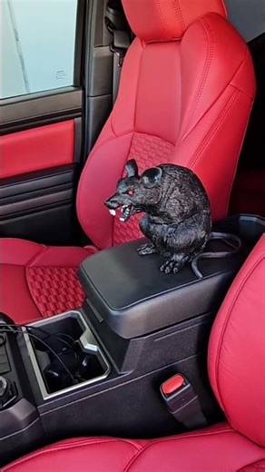 Tacoma Interior Upgrade (USA) | Red Double Hex Kit for TRD, Sport, Hybrid & More