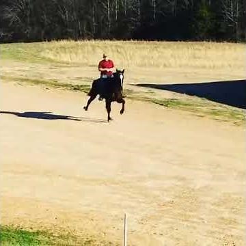 Speed Racking Horse Goliath