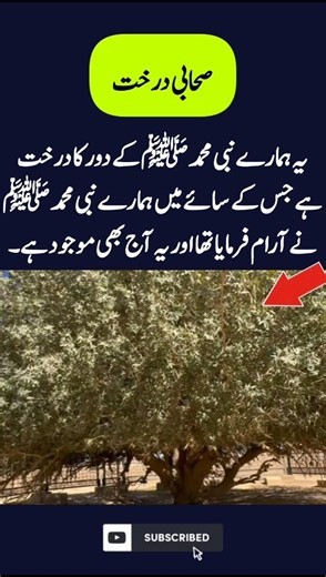 یہ ہمارے نبی محمد ﷺ کے دور کا درخت ہے جس کے سائے میں ہمارے نبی محمد ﷺ نے آرام فرمایا تھا#shorts#yt