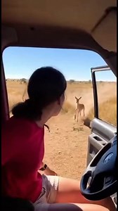 Heroic Rescue on Safari A woman saves an antelope from a lion in a daring act! #fblifestyle #AI Generated using Kling AI . . . (For entertainment purposes only. Consult professionals if guidance on activities is presented. No brand affiliation is implied if any are shown. If inspired by true events, creative adaptations may be included. Content may include public footage.) | Fabiosa México