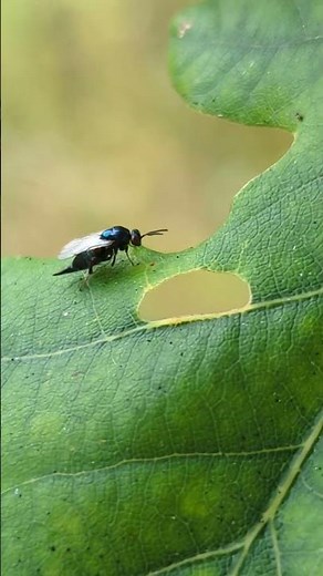 Truly fascinating - the adult wasp of one of the parasitoid occupants of an oak gall
