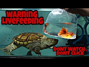 Snapping Turtle Eats Goldfish I Live Feeding !!