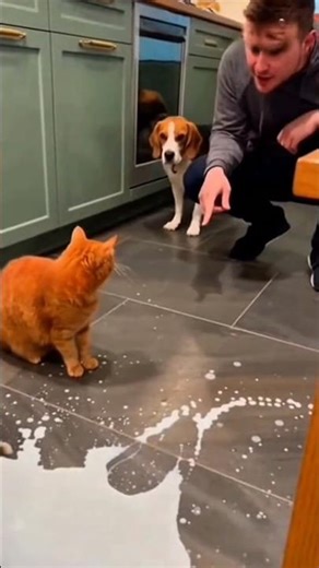 “Man Blames Cat for Broken Glass… Cat’s Angry Reply Shocks Everyone 😼