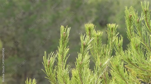 Copa de pino bajo fuertes rachas de viento, Alcoy, España