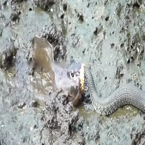 147K views · 1.3K reactions | Snakes Catch Fish In The Stream Join the group to see more videos and photos  : Animal World | Give And Take | Facebook