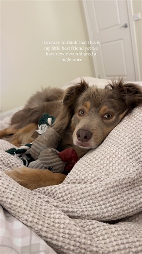 It’s crazy to think my little best friend doesn’t speak a word… but somehow understands everything 🥹 . . . #bordercollie #dogmum #dogmumlife #souldog #dogslife