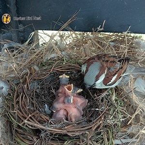 EP17. Old World sparrows Bird There are crickets and grasshoppers for her children to eat. | Review Bird Nest