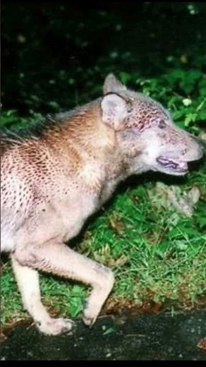 The Extinct Hokkaido Wolf 🐺