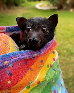 1.2M views · 46K reactions | The cutest little sneeze from a flying fox 驪殺 | Furry Tails | Facebook