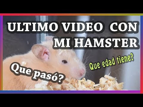 Cómo saber si mi hamster está viejo? 8 Síntomas