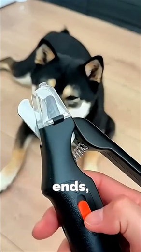 Best Nail Clipper For Dogs
