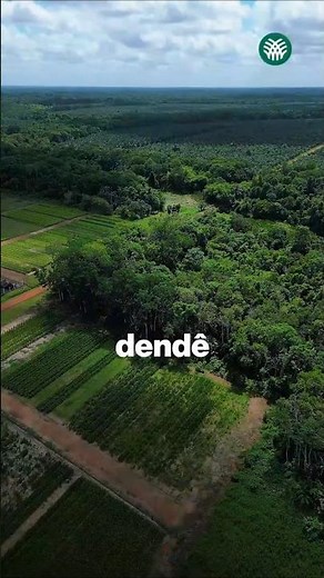 AgroBrazil visita produção de dendê no Pará