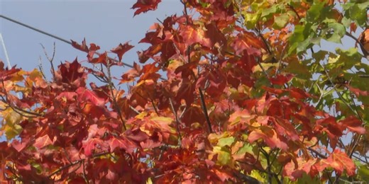 Michigan Fall foliage outlook for 2025