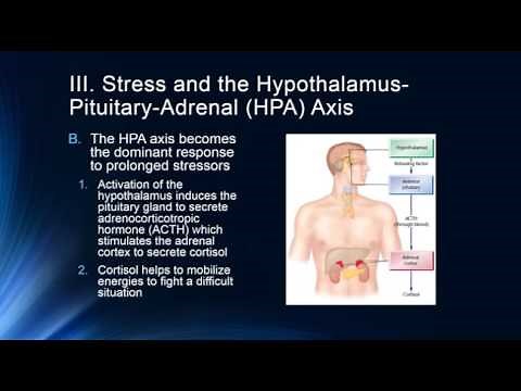 Stress & the HPA Axis