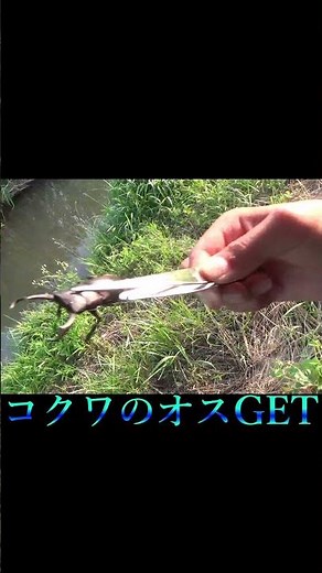 1ヶ月間カブトムシ・クワガタ採集やってみた！1日目＃shorts#カブトムシ #クワガタ