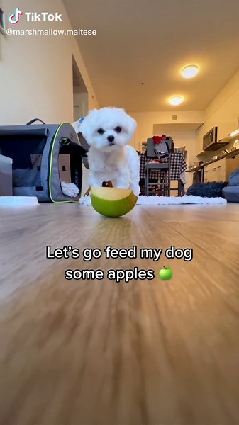 Healthy Snack Ideas for Maltese Dogs