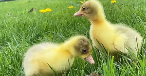 Time flies for these geese as they hatch and grow on picturesque farm