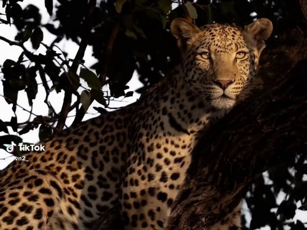 The Significance of Leopards in Culture